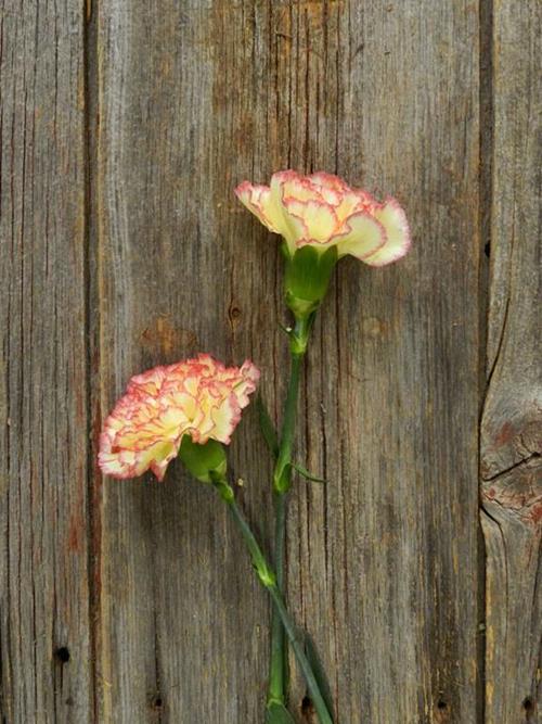 YELLOW VIANA  BICOLOR YELLOW/PINK CARNATIONS